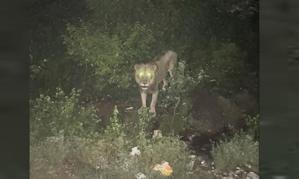 Male Lion